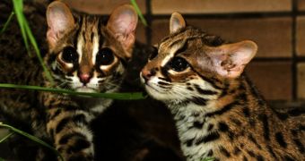 Baby Palawan Bengal cats born at Zoo Berlin in Germany earlier this year