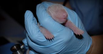Panda born at Smithsonian's National Zoo is a girl, vets say