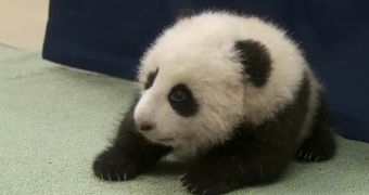 Baby panda gets his first tooth and a new name