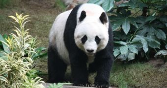 Necropsy reveals some information concerning the death of the one-week-old baby giant panda