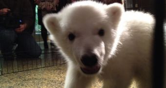 Baby polar bear makes her public debut at the Buffalo Zoo