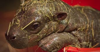 Baby pygmy hippo at Edinburgh Zoo learns to swim