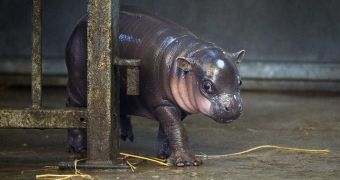 Baby hippo born at Bristol Zoo Gardens in the US