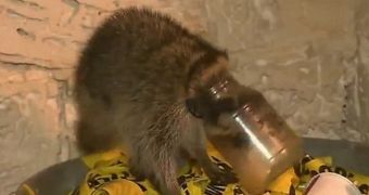 Firefighter in Florida rescues baby raccoon that risked suffocating after it got its head stuck in a jar