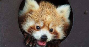 Baby red pandas greet the public at a zoo close to London