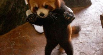 Baby red panda is taken by surprise, gets terribly scared