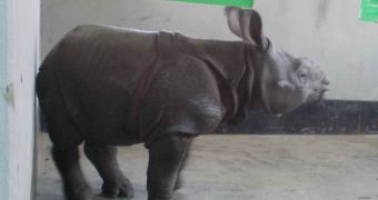 Baby rhino struggles to survive after poachers turn him into an orphan