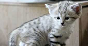 Baby sand cat born at zoo in the Czech Republic earlier this year, in April