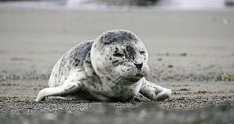 Baby Seal Wanders into Traffic in Carson
