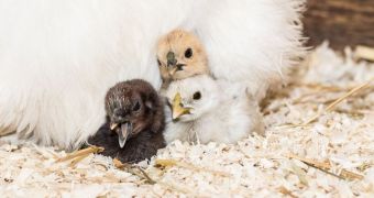 Zoo Basel in Switzerland welcomes eight baby silkie chickens
