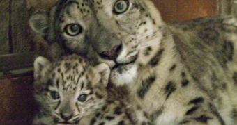 Snow leopard cub makes her first public appearance at Denver Zoo