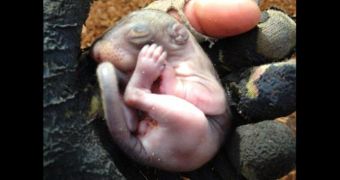 A baby squirrel's evolution over five weeks is chronicled in photos posted on Reddit