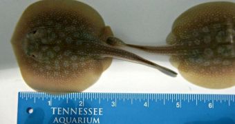 Tennessee Aquarium now home to five baby stingrays