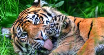 Chester Zoo in England welcomes baby Sumatran tigers