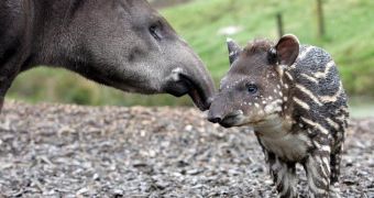 Staff at the Denver Zoo performs mouth-to-mouth resuscitation, saves the life of a baby tapir