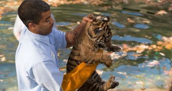 Tiger cubs at Smithsonian's National Zoo pass swimming test