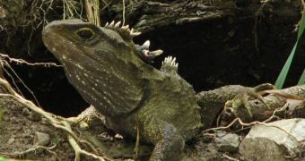 Tuataras are highly endangered and only about 50,000 of them are believed to exist worldwide
