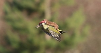 The weasel is actually trying to kill the woodpecker