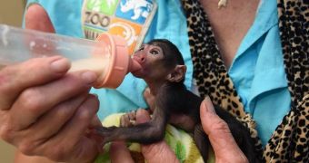 Zoo Miami in the US welcomes baby white-faced saki monkey