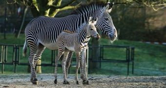 Baby zebra born at Planckendael Zoo in Belgium on December 2