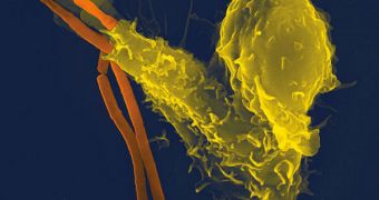 Back-Up Plan for Human Immune System Found