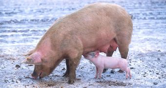 Over one million piglets in the US have been killed by the PED virus since last spring