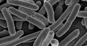 Bacteria and human DNA repair mechanisms are more similar than first thought