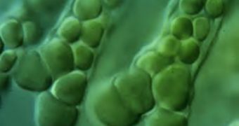 Bacteria Helps Researchers Improve on Biofuel Production