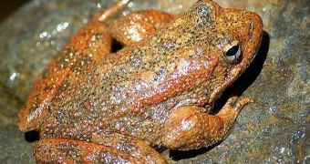 Bacteria now used to safeguard frog population