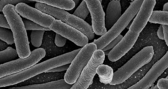 Microscopic image of E. coli cultures