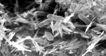 Shewanella bacteria shed their excess electrons on a bed of iron oxide