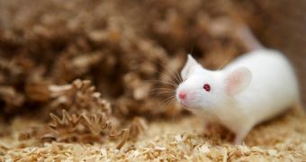 Modified bacteria helps mice eating a high-fat diet stay fit