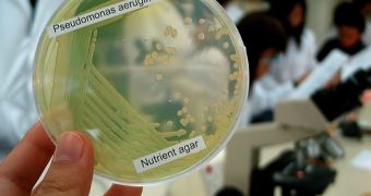 Pseudomonas aeruginosa is a human pathogen that infects the body given the smallest occasion, being the cause of many hospital-acquired infections.