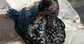 Surf Scoter covered in oil as a result of the 2007 San Francisco Bay oil spill.