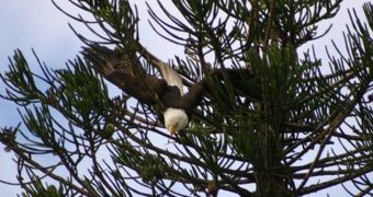 Eagle gets caught in a fishing line, ends up hanging upside down from a tree