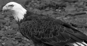 Bald eagles die in Utah due to mysterious illness