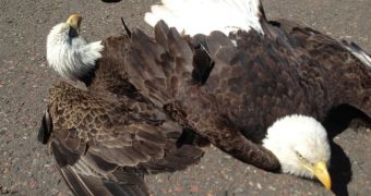Bald Eagles lock talons, crash land at airport