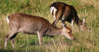 Experts say that approximately  500,000 roe and sika deer live in lowland and upland Scotland, while another  300,000 red deers established their habitats in the Highlands.