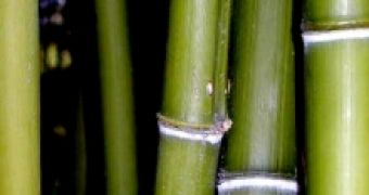 Bamboo can make great material for mobile phones