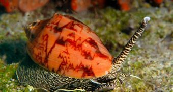 Sea snails found to benefit from ban on anti-fouling chemical