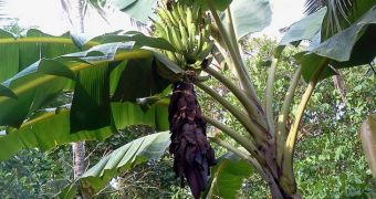 Costa Rica faces millions of dollars in losses due to insects affecting its banana plantations