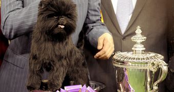 Banana Joe wins best in show at the Westminster Kennel Club Dog Show