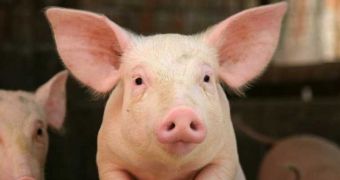 Bandaged Pigs Covered in Blood Crash Johnson & Johnson Meeting in New Brunswick