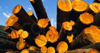 HSBC promise to quit financing logging companies that destroy tropical rainforests