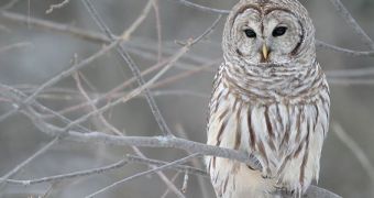 Barred owls (pictured) are driving spotted owl populations into decline across the US west coast