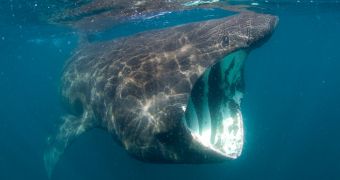 Basking Shark Washes Ashore in Rhode Island