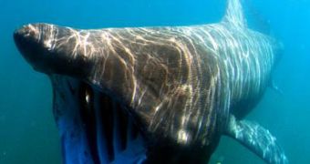 A photo showing a basking shark