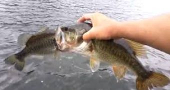 Angler finds one bass trying to swallow another in Lake Austin