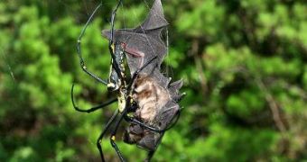 Bat-eating spiders are not such a rare sight, study finds