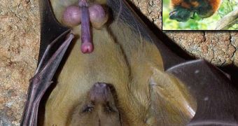 Fruit bat male waiting for its mate's menstruation to be over